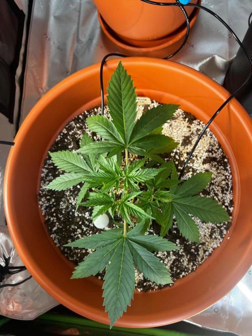 150L x 150W x 200H cm. Week 1