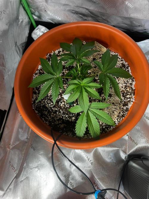 150L x 150W x 200H cm. Week 1