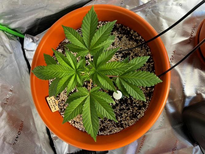 150L x 150W x 200H cm. Week 1