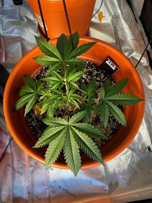 150L x 150W x 200H cm. Week 1