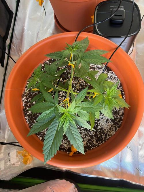 150L x 150W x 200H cm. Week 1