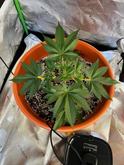 150L x 150W x 200H cm. Week 1