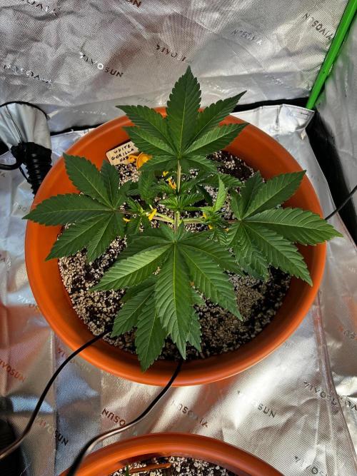 150L x 150W x 200H cm. Week 1