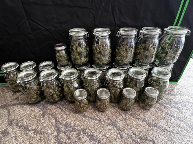 1st Time Grower. Week 13
