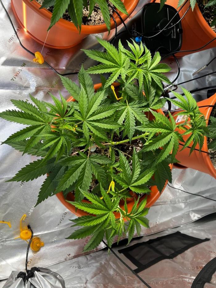 Pineapple Jack. Week 2