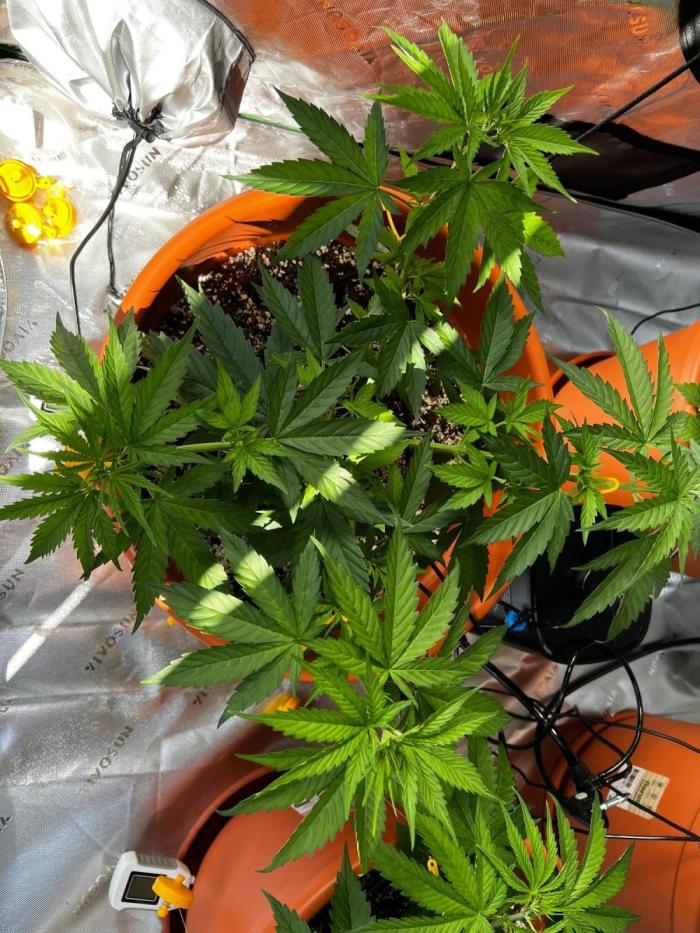 Tangerine Sugar. Week 2