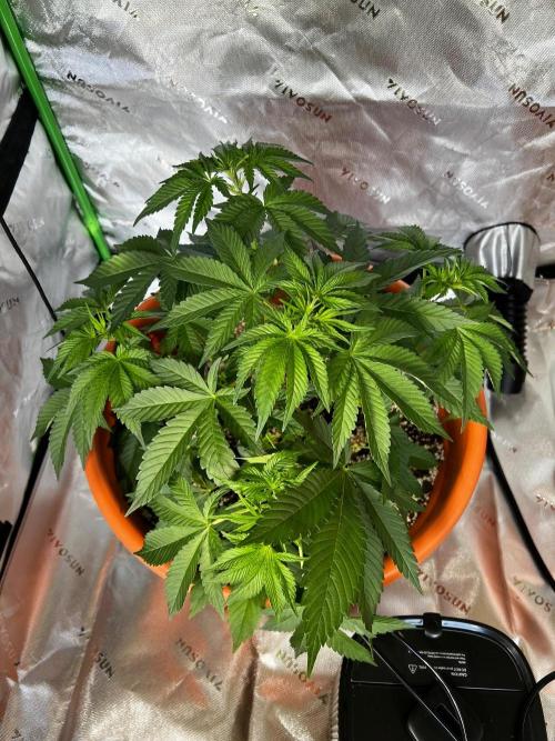 150L x 150W x 200H cm. Week 2