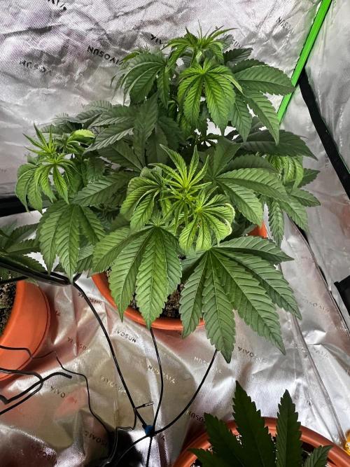 White Gorilla Haze. Week 3