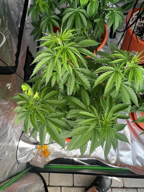150L x 150W x 200H cm. Week 3