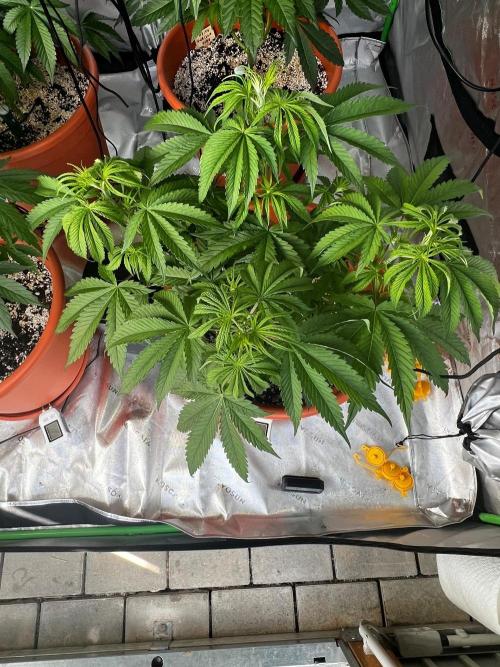 Pineapple Jack. Week 3