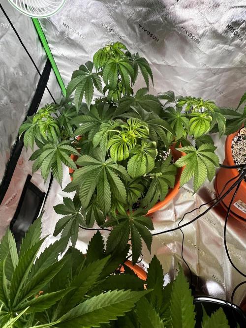 Jamaican Pearl. Week 3
