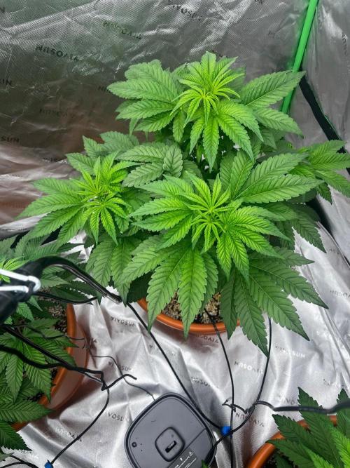 White Gorilla Haze. Week 3