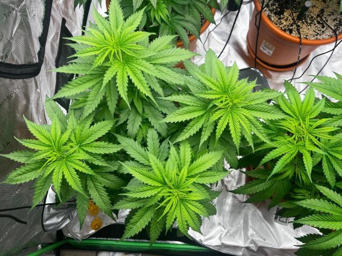 150L x 150W x 200H cm. Week 3