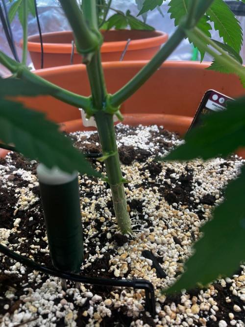 Pineapple Jack. Week 3