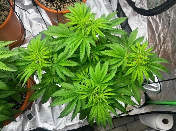 Pineapple Jack. Week 3