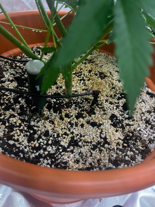 Jamaican Pearl. Week 3
