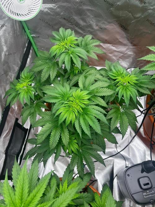 Jamaican Pearl. Week 3