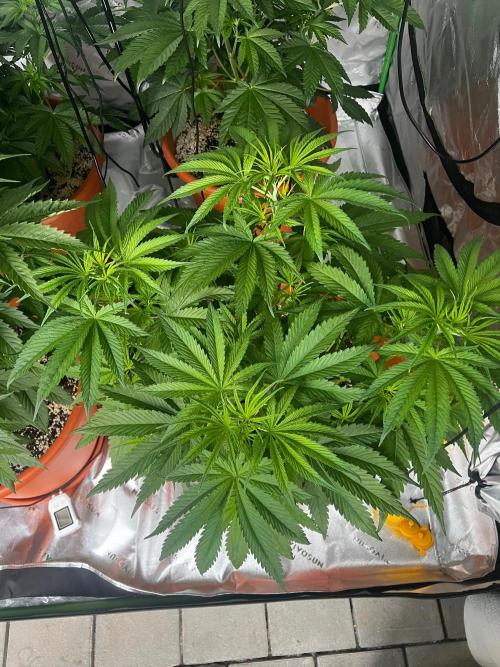 150L x 150W x 200H cm. Week 4