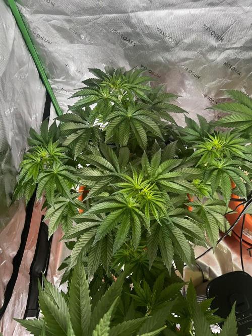 150L x 150W x 200H cm. Week 4