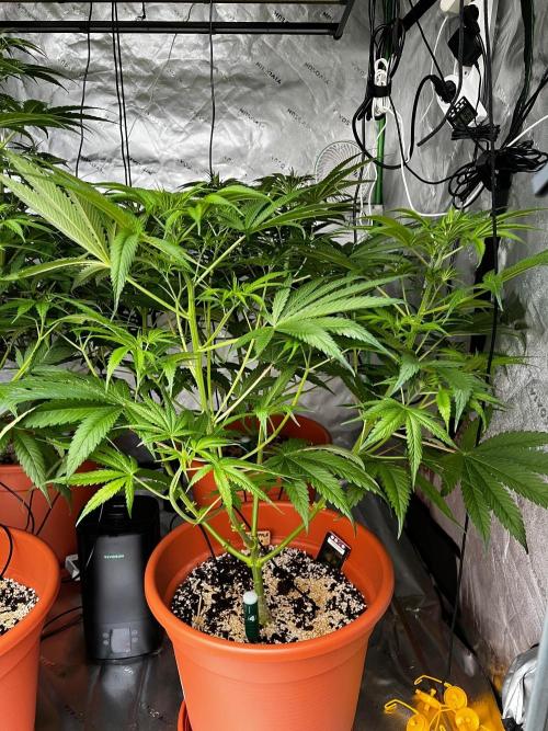 150L x 150W x 200H cm. Week 5