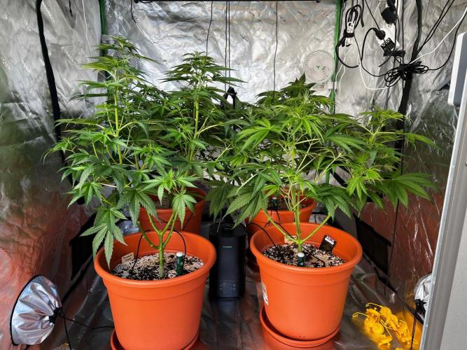 150L x 150W x 200H cm. Week 5