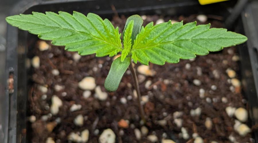 Hindu Kush Fem. Week 0