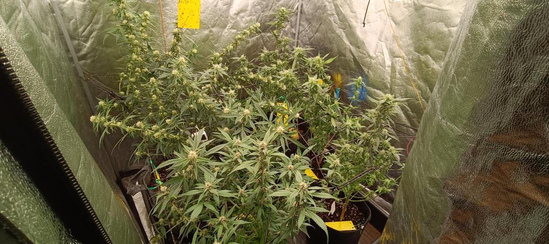 Big Bud. Week 3