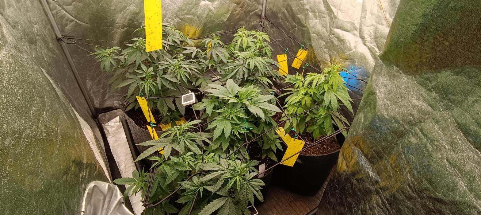 L.A. Sugar & BigBud 2026. Week 4 - Trauermückenbefall. Links 3x Bigbud, rechts 3x L.A. Sugar Von meiner Frau.

