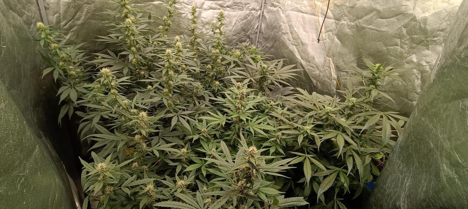 L.A. Sugar & BigBud 2026. Week 8 - Vorm Entlauben 
