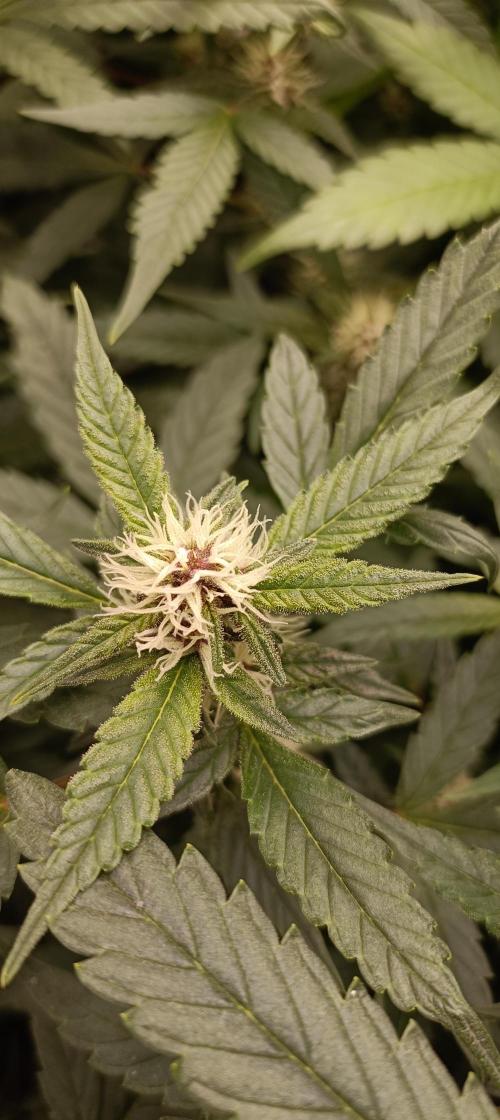 L.A. Sugar & BigBud 2026. Week 9
