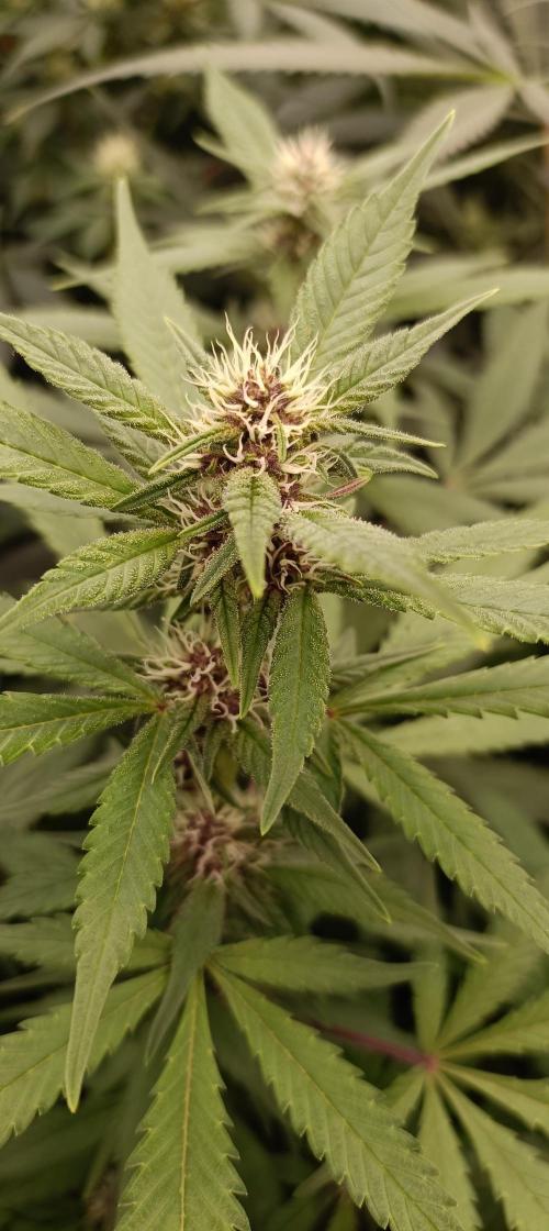 L.A. Sugar & BigBud 2026. Week 9 - Big Bud Purple Pheno