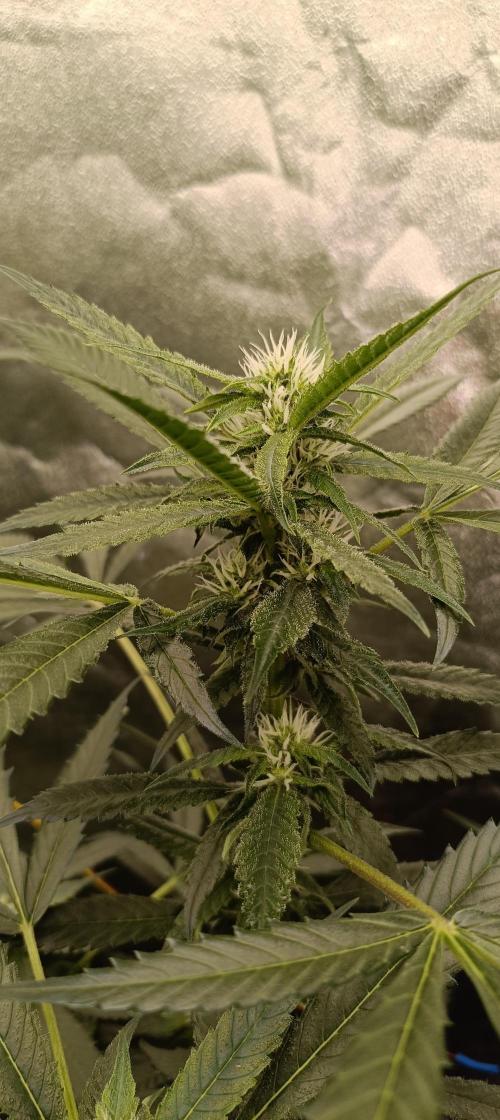 L.A. Sugar & BigBud 2026. Week 9 - L.A. Sugar