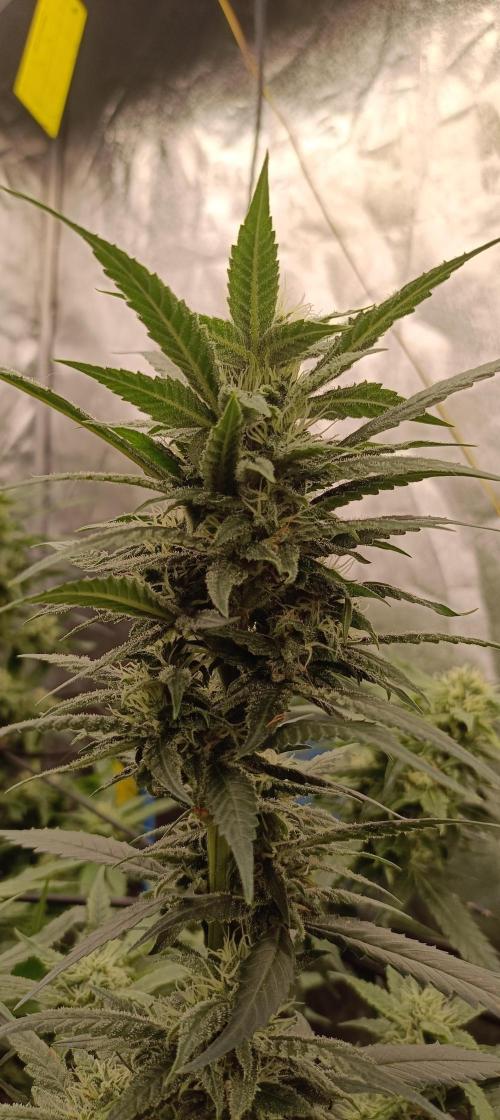 L.A. Sugar & BigBud 2026. Week 10 - L.A. Sugar 
4. Blütewoche 