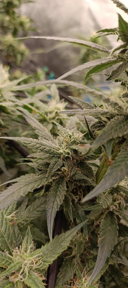 L.A. Sugar & BigBud 2026. Week 10