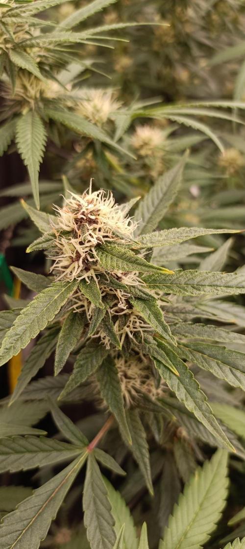L.A. Sugar & BigBud 2026. Week 10 - Big Bud Purple Pheno
4. Blütewoche 