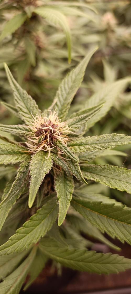 L.A. Sugar & BigBud 2026. Week 10