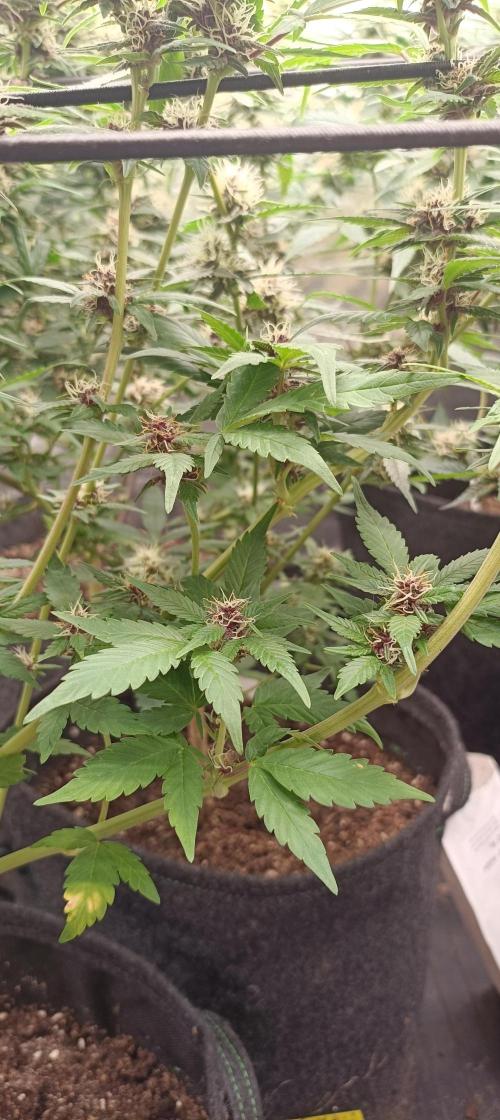 L.A. Sugar & BigBud 2026. Week 10