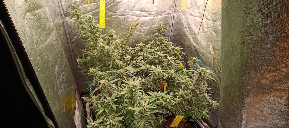 L.A. Sugar & BigBud 2026. Week 10