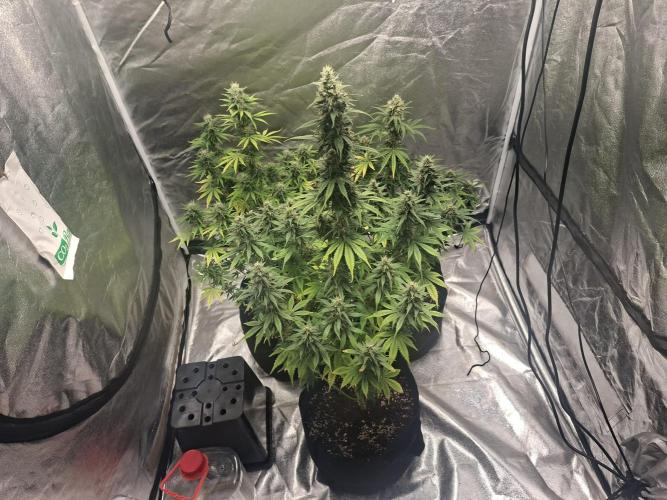 Sticky Orange XXL. Week 10