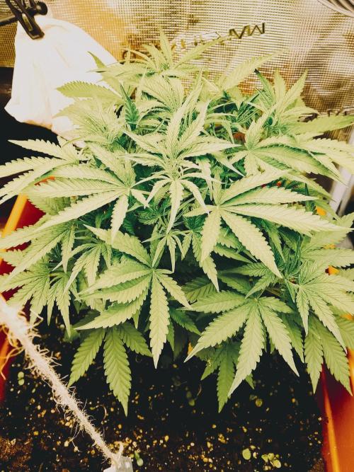 PlanthunterZ. Week 5 - Cherry Cola Auto Fastbuds