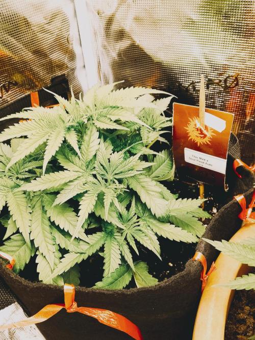 PlanthunterZ. Week 5 - Thin mint sour pinot
Auto