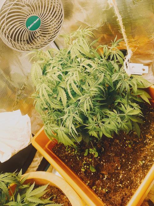 PlanthunterZ. Week 1 - Cherrycola Fastbuds Ausgeizen der Kelchblätter 