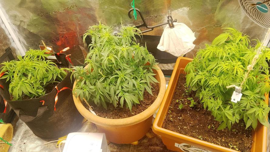 PlanthunterZ. Week 1 - Gesamtaufnahme 2x cherrycola 1x thin mint sour pinot
