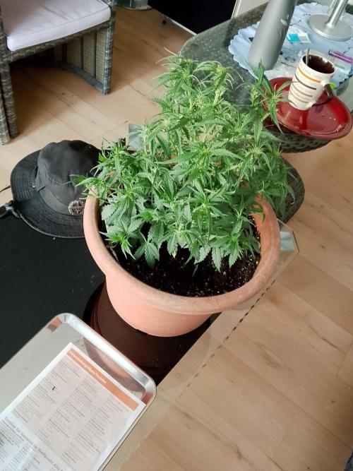 PlanthunterZ. Week 2 - cherry cola