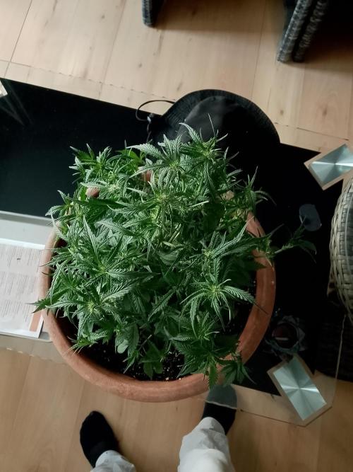 PlanthunterZ. Week 2 - cherry cola