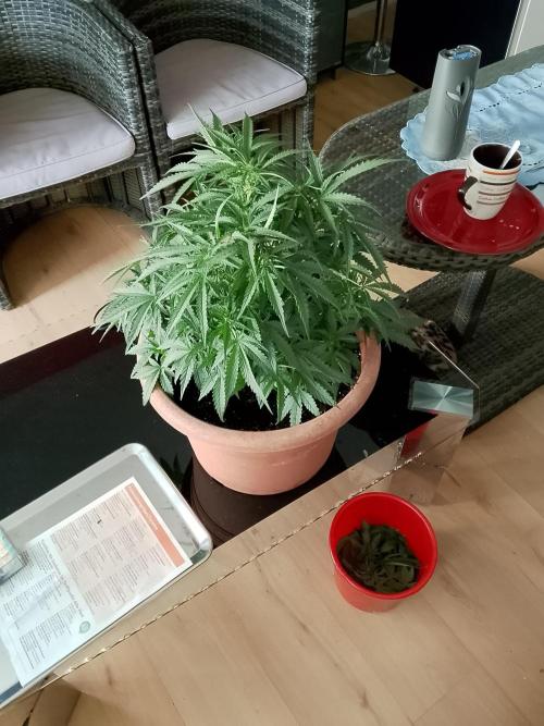 PlanthunterZ. Week 2 - cherry cola