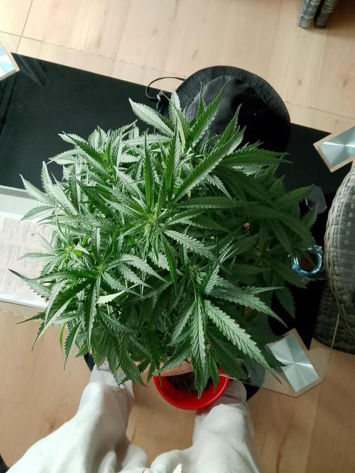 PlanthunterZ. Week 2 - thin mint sour pinot