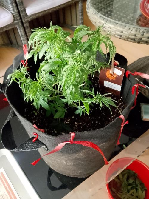 PlanthunterZ. Week 2 - thin mint sour pinot