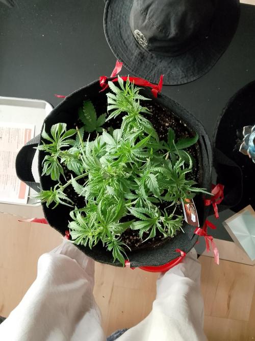 PlanthunterZ. Week 2 - thin mint sour pinot