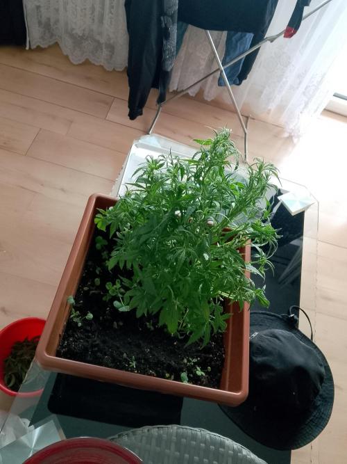 PlanthunterZ. Week 2 - cherry cola